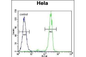 MED7 Antibody (Center) (ABIN655901 and ABIN2845301) flow cytometric analysis of Hela cells (right histogram) compared to a negative control cell (left histogram). (MED7 抗体  (AA 83-111))