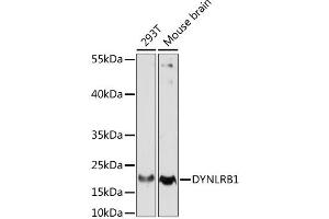 Western blot analysis of extracts of various cell lines, using DYNLRB1 antibody. (DYNLRB1 抗体)