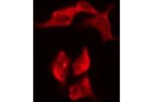 ABIN6276188 staining HeLa by IF/ICC. (OR8G1 抗体  (C-Term))