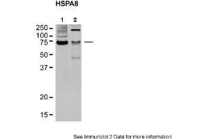 Sample Type: 1. (Hsc70 抗体  (N-Term))