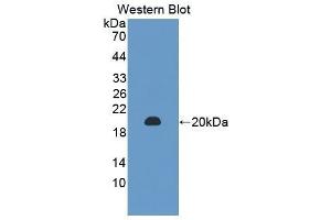 Western Blotting (WB) image for anti-Peptidoglycan Recognition Protein 1 (PGLYRP1) (AA 19-182) antibody (ABIN1860201) (PGLYRP1 抗体  (AA 19-182))