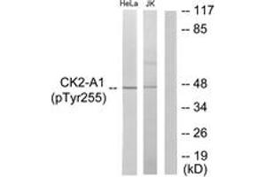 Western blot analysis of extracts from HeLa cells and Jurkat cells, using Casein Kinase II alpha (Phospho-Tyr255) Antibody. (CSNK2A1/CK II alpha 抗体  (pTyr255))