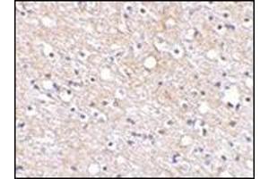 Immunohistochemical staining of human brain tissue using AP30680PU-N at 2. (PLXDC2 抗体  (N-Term))