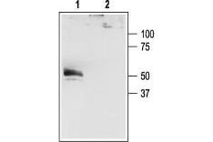 Western blot analysis of HEK-293-KCNK4 transfected cells: - 1. (KCNK4 抗体  (C-Term, Intracellular))