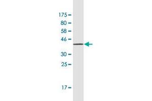 Western Blot detection against Immunogen (42. (Retinol Binding Protein 5 抗体  (AA 1-135))
