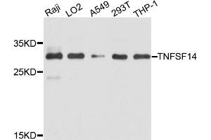 Western blot analysis of extracts of various cell lines, using TNFSF14 antibody (ABIN4905452) at 1:1000 dilution. (TNFSF14 抗体)