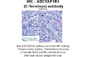 Image no. 1 for anti-Adenylate Cyclase Activating Polypeptide 1 (Pituitary) Receptor Type I (ADCYAP1R1) (C-Term) antibody (ABIN1731539) (ADCYAP1R1 抗体  (C-Term))