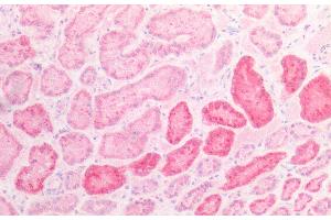 Immunohistochemistry (IHC) image for anti-N-Acetylglucosaminidase, alpha (NAGLU) (AA 485-743) antibody (ABIN7435373)