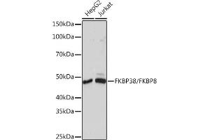 FKBP8 anticorps