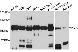 Western blot analysis of extracts of various cell lines, using PIGR antibody (ABIN5973611) at 1/1000 dilution. (PIGR 抗体)