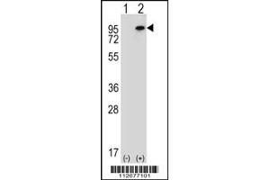 Western blot analysis of WHSC1L1 using rabbit polyclonal WHSC1L1 Antibody using 293 cell lysates (2 ug/lane) either nontransfected (Lane 1) or transiently transfected (Lane 2) with the WHSC1L1 gene. (WHSC1L1 抗体  (N-Term))