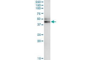 Immunoprecipitation (IP) image for anti-serpin Peptidase Inhibitor, Clade A (Alpha-1 Antiproteinase, Antitrypsin), Member 12 (SERPINA12) (AA 1-414) antibody (ABIN530888)