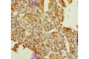 Immunohistochemistry of paraffin-embedded human pancreatic tissue using ABIN7149750 at dilution of 1:100 (Dermatopontin 抗体  (AA 19-201))