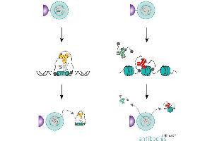 Summary of the CUT&RUN protocol using a primary and secondary antibody (left).