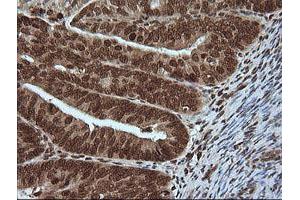 Image no. 1 for anti-Mitogen-Activated Protein Kinase 4 (MAPK4) antibody (ABIN1499312) (MAPK4 抗体)