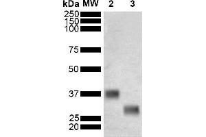 Western Blot analysis of Schistosoma japonicum Purified GST showing detection of 26 kDa GST protein using Mouse Anti-GST Monoclonal Antibody, Clone 3E2 (ABIN5650752). (GST 抗体  (FITC))
