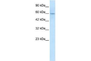 WB Suggested Anti-GSK3A Antibody Titration:  1. (GSK3 alpha 抗体  (N-Term))