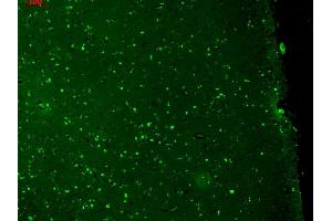 Immunohistochemistry (IHC) image for anti-Potassium Voltage-Gated Channel, KQT-Like Subfamily, Member 1 (KCNQ1) (AA 2-101) antibody (Biotin) (ABIN2483165)