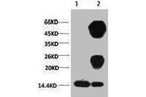 1) Input: Hela Cell Lysate 2) IP product: IP dilute 1:200