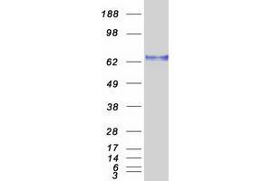 Validation with Western Blot (Splicing Factor 1 Protein (SF1) (Transcript Variant 3) (Myc-DYKDDDDK Tag))