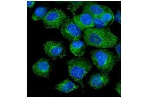 IF analysis of VAPB using anti-VAPB antibody (ABIN5693292). (VAPB 抗体  (AA 2-55))