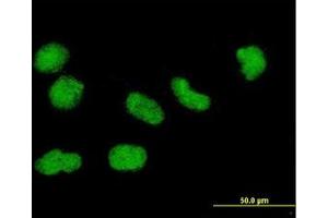 Image no. 2 for anti-Histone H3.3 (AA 1-137) antibody (ABIN1498570) (Histone H3.3 抗体  (AA 1-137))