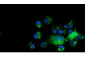 Anti-C10orf82 mouse monoclonal antibody (ABIN2452851) immunofluorescent staining of COS7 cells transiently transfected by pCMV6-ENTRY C10orf82 (RC206202). (C10orf82 抗体)
