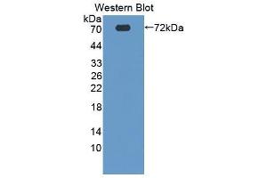 Western blot analysis of the recombinant protein. (PROZ 抗体  (AA 23-399))