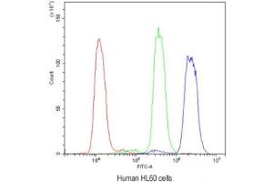 Flow cytometry testing of human HL60 cells with ADK antibody at 1ug/10^6 cells (blocked with goat sera) (ADK 抗体)