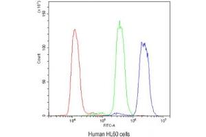 Flow cytometry testing of human HL60 cells with ADK antibody at 1ug/10^6 cells (blocked with goat sera)