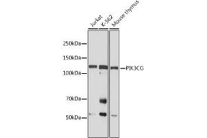 Western blot analysis of extracts of various cell lines, using PIK3CG antibody (ABIN6130600, ABIN6145638, ABIN6145639 and ABIN6222396) at 1:1000 dilution. (PIK3 gamma 抗体  (AA 1-200))
