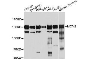 Western blot analysis of extracts of various cell lines, using MCM2 antibody. (MCM2 抗体  (AA 360-700))