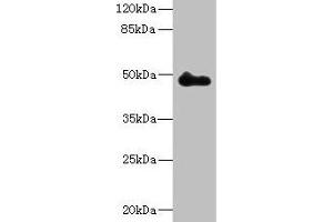 Western blot All lanes: ZNF232 antibody at 0. (ZNF232 抗体  (AA 1-417))
