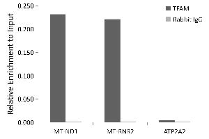 Chromatin immunoprecipitation analysis of extracts of K-562 cells, using TFAM antibody (ABIN3023684, ABIN3023685, ABIN3023686, ABIN1680049 and ABIN1680050) and rabbit IgG. (TFAM 抗体)
