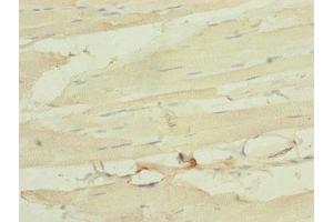 Immunohistochemistry of paraffin-embedded human skeletal muscle tissue using ABIN7160531 at dilution of 1:100 (MYL1 抗体  (AA 1-150))