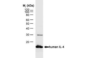 Image no. 1 for anti-Interleukin 4 (IL4) antibody (ABIN217644) (IL-4 抗体)