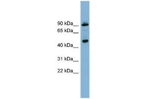 WB Suggested Anti-WIPI1 Antibody Titration: 0. (WIPI1 抗体  (Middle Region))