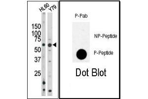 Image no. 1 for anti-RAD9 Homolog A (S. Pombe) (RAD9A) (pSer328) antibody (ABIN358202) (RAD9A 抗体  (pSer328))
