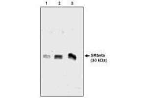 Image no. 1 for anti-Signal Recognition Particle Receptor, B Subunit (SRPRB) antibody (ABIN290618) (SRPRB 抗体)