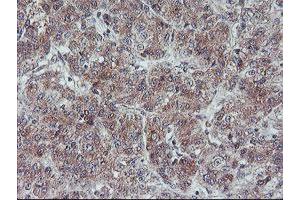 Image no. 1 for anti-Fragile X Mental Retardation 1 (FMR1) (AA 26-279) antibody (ABIN1491292) (FMR1 抗体  (AA 26-279))
