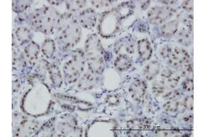 Image no. 3 for anti-Pre-B-Cell Leukemia Transcription Factor 3 (PBX3) (AA 342-435) antibody (ABIN598856) (PBX3 抗体  (AA 342-435))