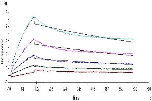 Surface Plasmon Resonance (SPR) image for Angiotensin I Converting Enzyme 2 (ACE2) (AA 18-740) protein (His tag) (ABIN7273791)