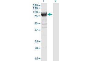 Western Blot analysis of RRM1 expression in transfected 293T cell line by RRM1 monoclonal antibody (M04), clone 1D6. (RRM1 抗体  (AA 593-792))