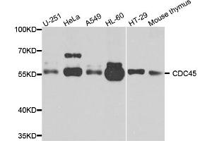 Western blot analysis of extracts of various cell lines, using cdc45 antibody. (CDC45 抗体)