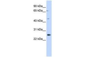 Image no. 1 for anti-Spermatogenesis Associated 22 (SPATA22) (N-Term) antibody (ABIN6741482) (SPATA22 抗体  (N-Term))