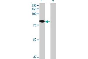 Western Blot analysis of GLB1L expression in transfected 293T cell line by GLB1L MaxPab polyclonal antibody. (GLB1L 抗体  (AA 1-654))