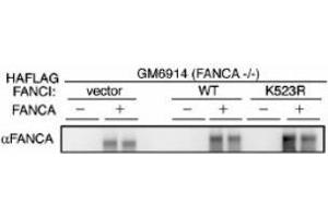 Image no. 2 for anti-Fanconi Anemia Group A Protein (FANCA) (AA 995-1009) antibody (ABIN401266) (FANCA 抗体  (AA 995-1009))