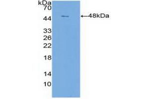 Detection of Recombinant CLDN1, Human using Polyclonal Antibody to Claudin 1 (CLDN1)