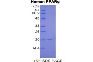 SDS-PAGE of Protein Standard from the Kit (Highly purified E. (PPARG ELISA 试剂盒)