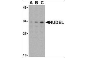 Western blot analysis of Nudel in Jurkat whole cell lysate with this product at (A) 0. (NDEL1 抗体  (N-Term))